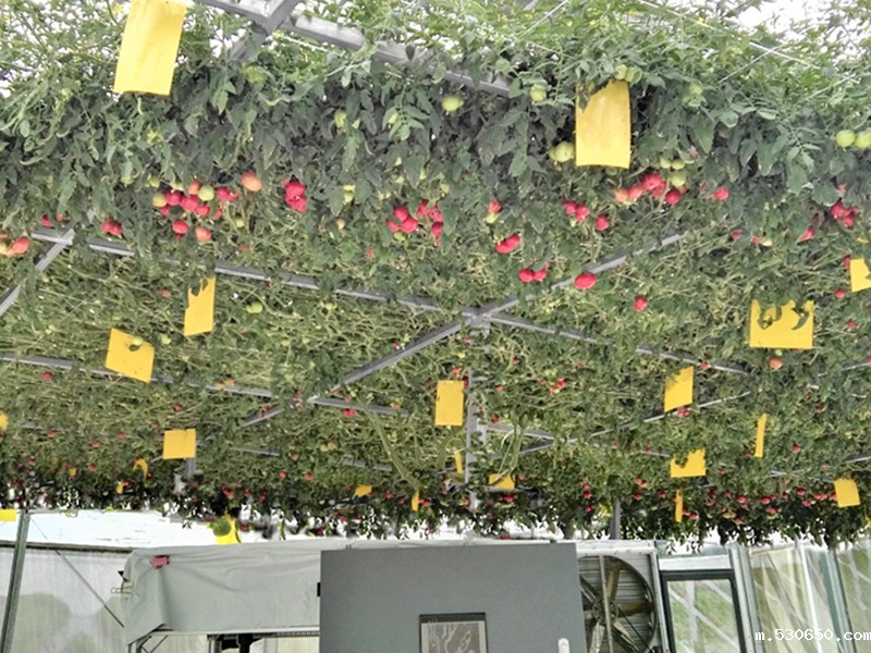 温室果菜水耕栽培设备